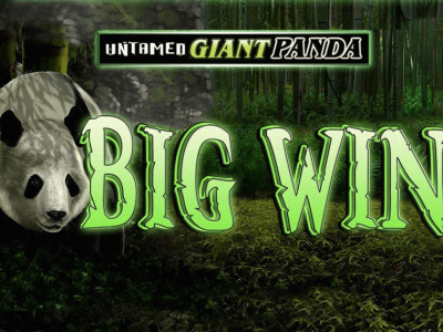 untamed giant panda untamed giant panda